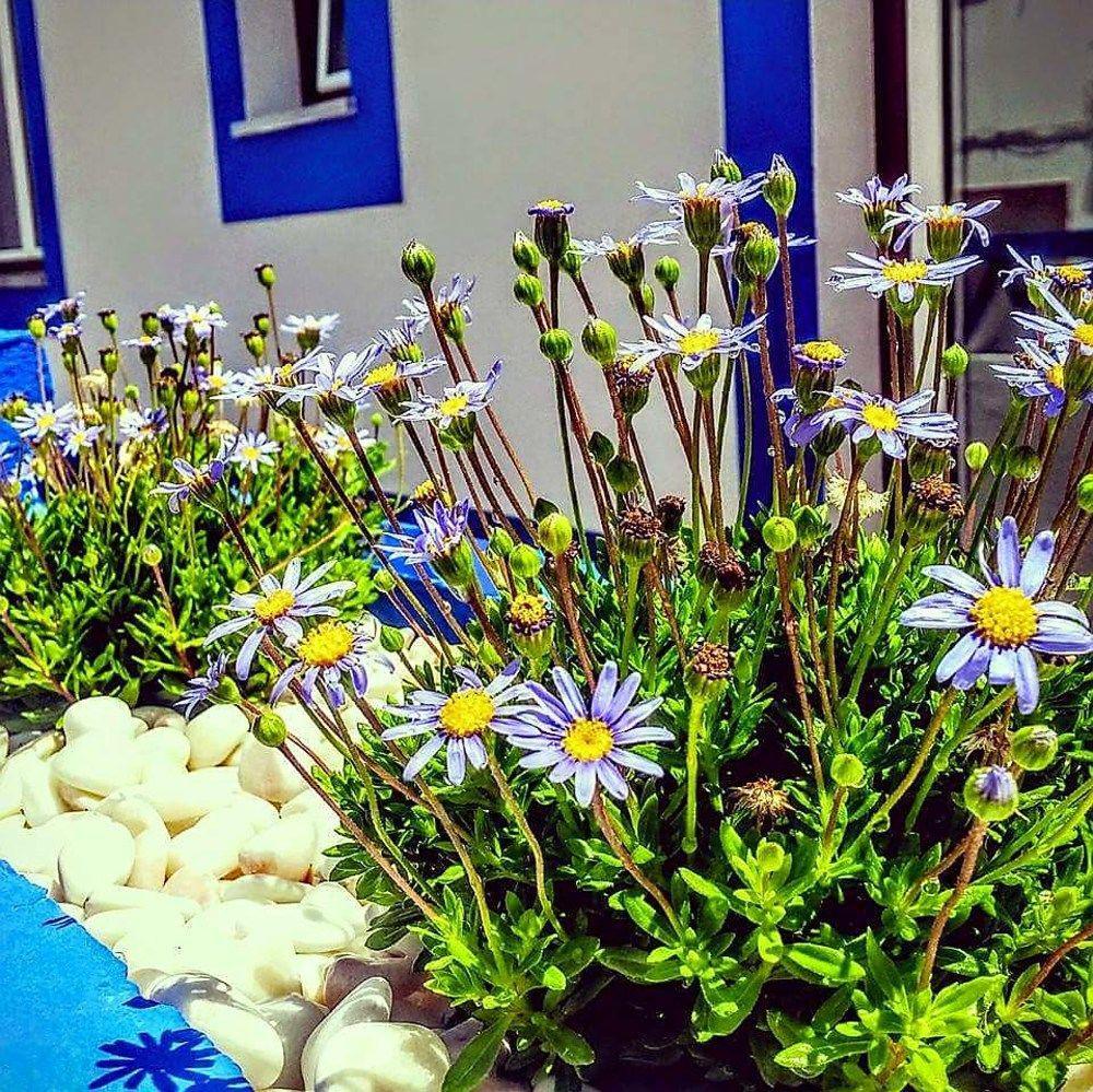 Pure Flor De Esteva 维拉多比斯坡 外观 照片